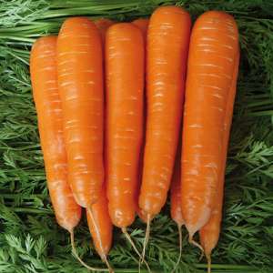 Матч F1 - морковь Нантского типа, Clause (Клоз) Франция фото, цена